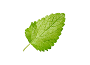 Lemon Balm Extract