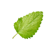 Lemon Balm Extract