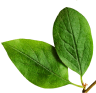 Other key nutrients